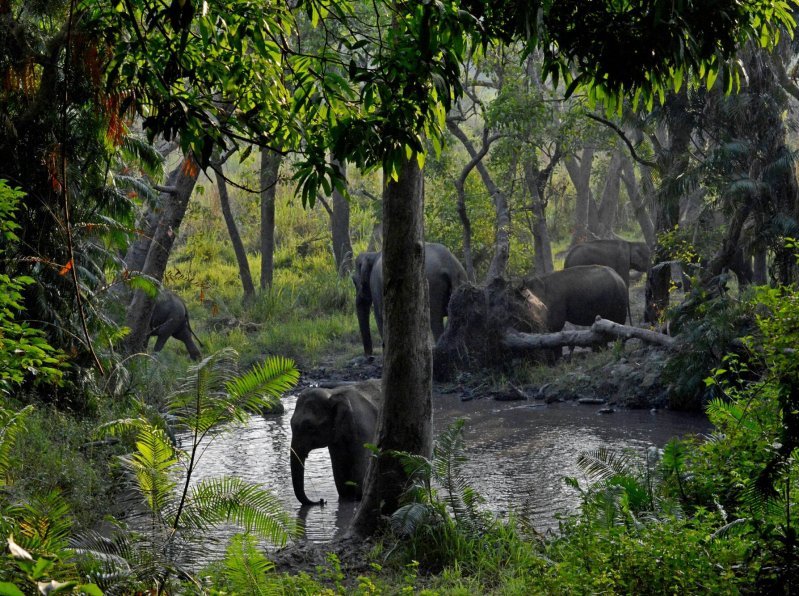 Слоны в естественной среде обитания 