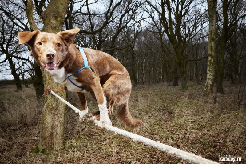 Самое быстрое хождение по канату собакой. Пёс Оззи из Англии 3,5-метровую веревку преодолел всего за 18.22 секунды.