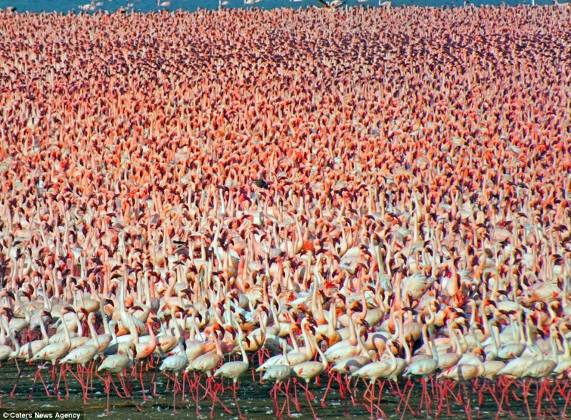 7. Озеро Натрон. Соленое озеро в Танзании, в дождливый сезон является местом гнездования миллионов фламинго