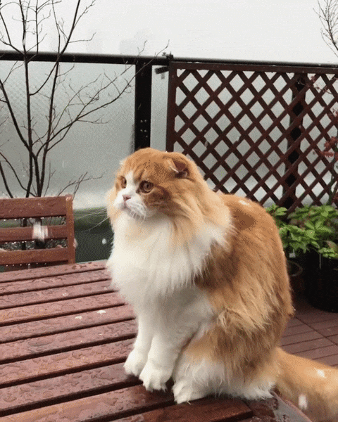 "Что за коллапс?"