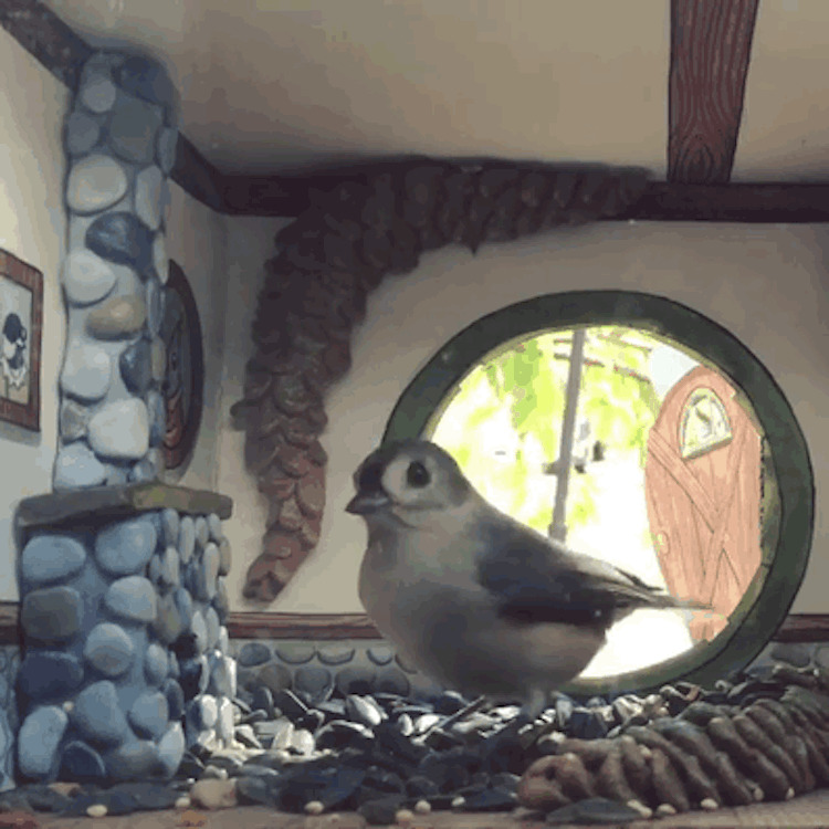 Крошечные птичьи домики-кормушки: внутри как настоящие!