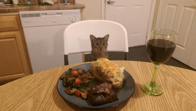 Праздничный ужин с кошкой
