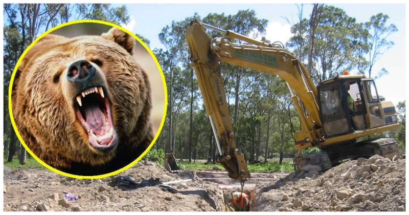 Добрые рабочие спасли медведя, застрявшего в выгребной яме