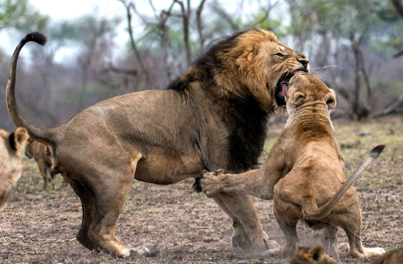 Царь зверей потерял зуб после схватки с львицей