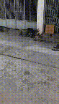 Собака любит мучное Собака любит мучное