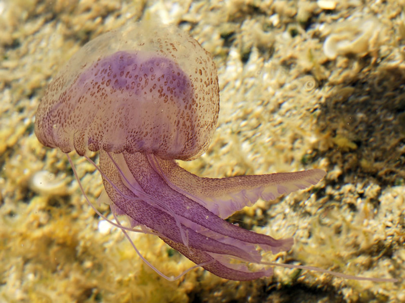 Медуза лиловое жало