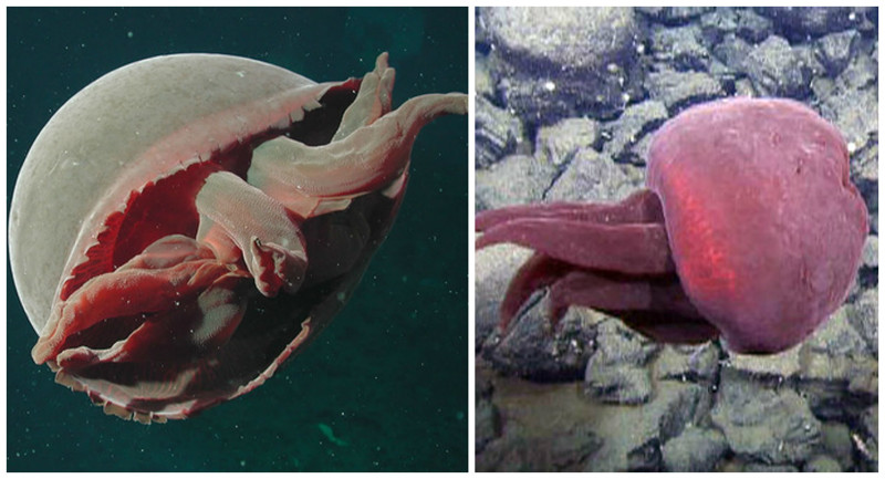 Большая красная медуза – один из самых крупных видов медуз, ее диаметр составляет от 60 до 90 см. В настоящее время было найдено и изучено лишь 23 особи этого красного гиганта.