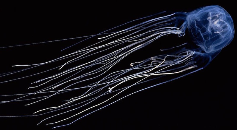 А вот медуза «австралийская оса» – самое опасное ядовитое животное в мировом океане. Яда морской осы вполне достаточно, чтобы убить 60 человек.