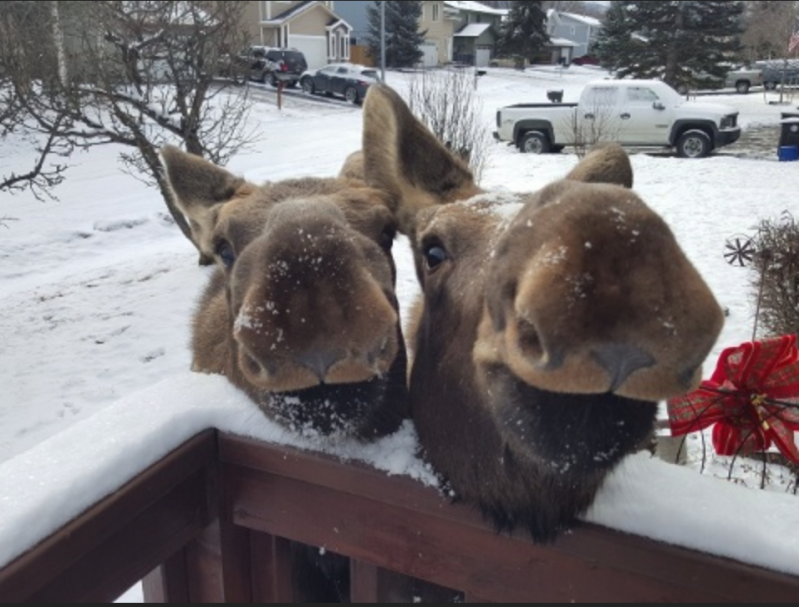 Канадские лоси крайне дружелюбны 