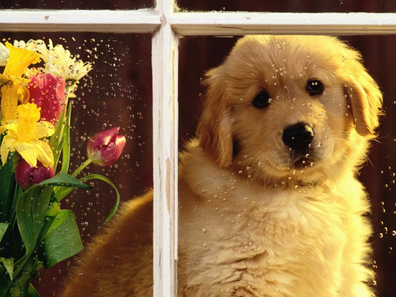 Картинки красивых собак