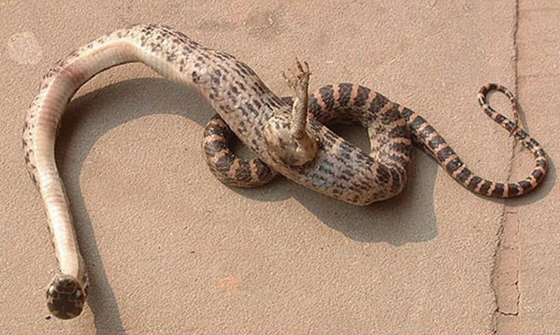 Змея с одной лапой