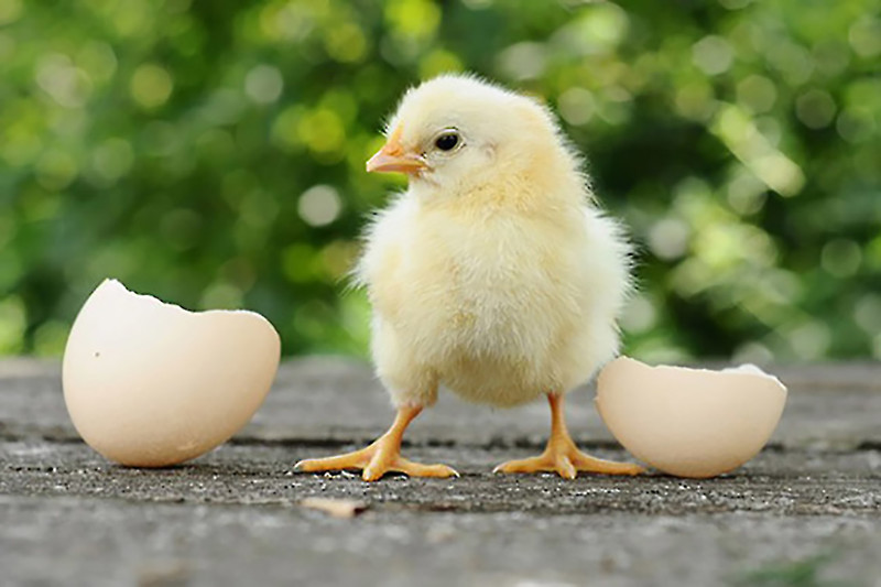 Самый лучший первый прикорм это вареное яйцо в расчете 1 штука на 30 голов. 