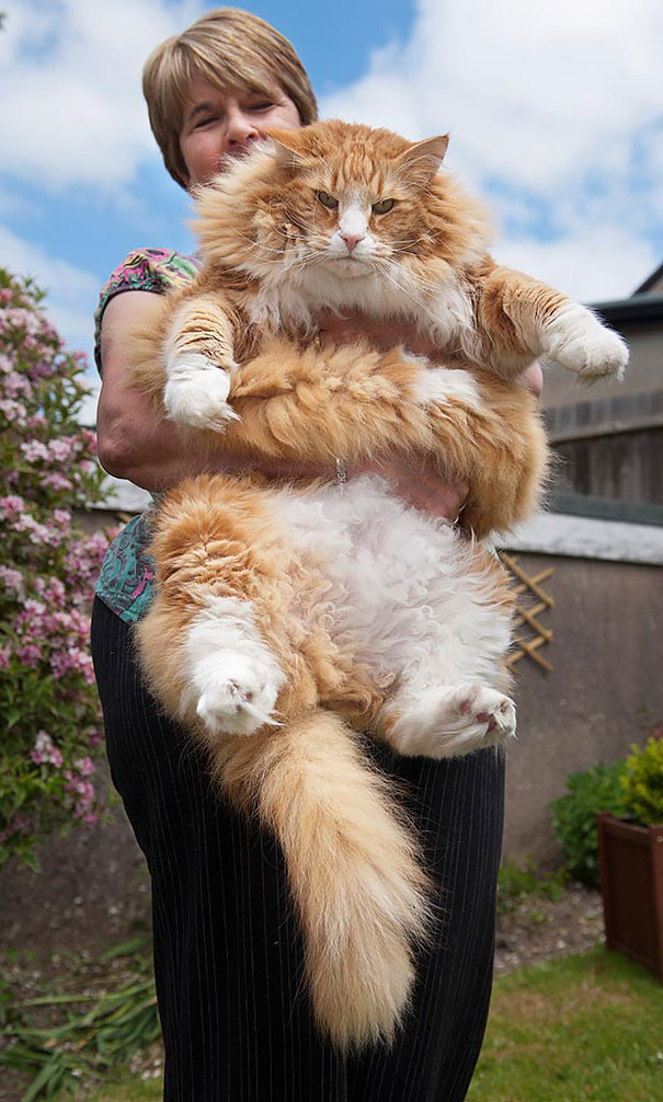 Большие Коты Фото С Людьми