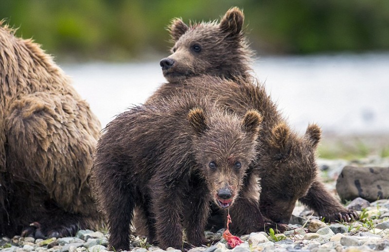 Медведица ловит лосося и кормит своих медвежат