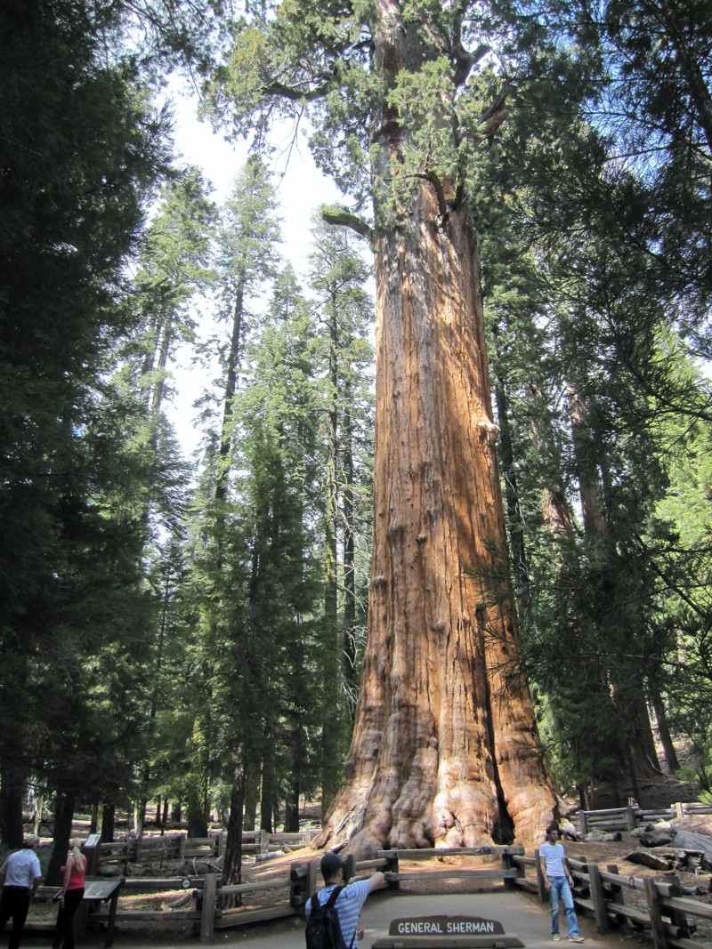 Дерево генерала Шермана - самое большое в мире