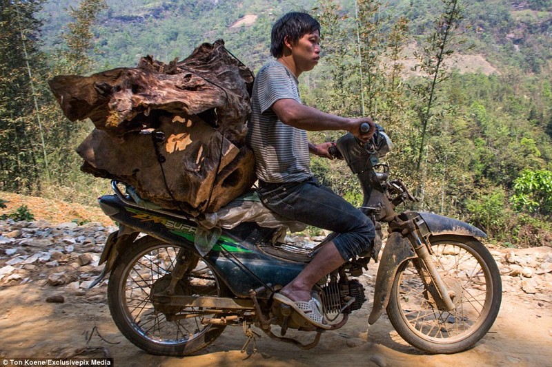 Эти бесстрашные вьетнамцы могут перевозить на мопедах всё что угодно