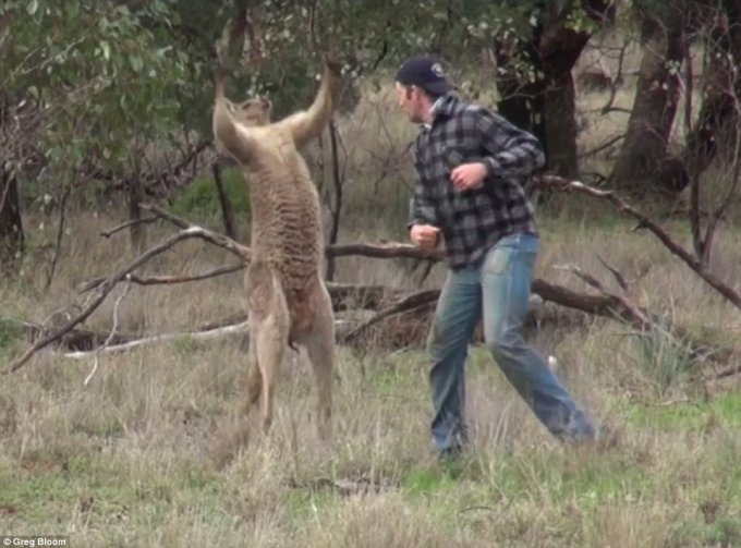 Австралиец ударом кулака отбил свою собаку у кенгуру-гиганта