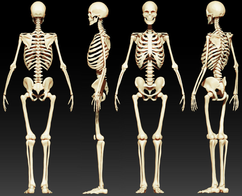 В течение жизни в нашем организме появляются и исчезают кости