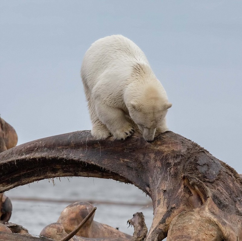Голова белого медведя застряла в костях кита