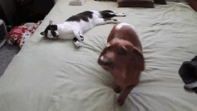 Немного фоток и пара гифок просто так