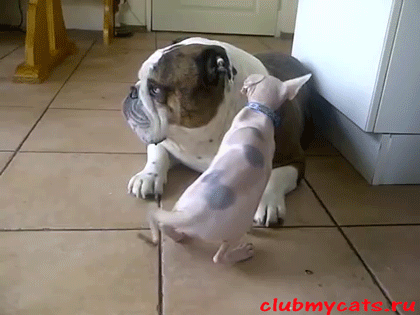 Гифки Гифки