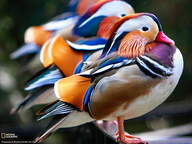 Самая красивая утка — мандаринка