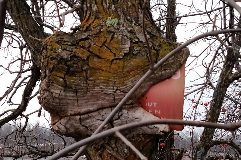 Голодное дерево