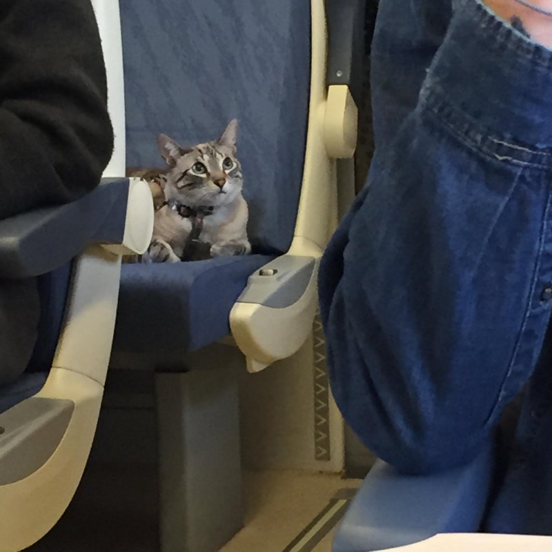 Кот в поезде 