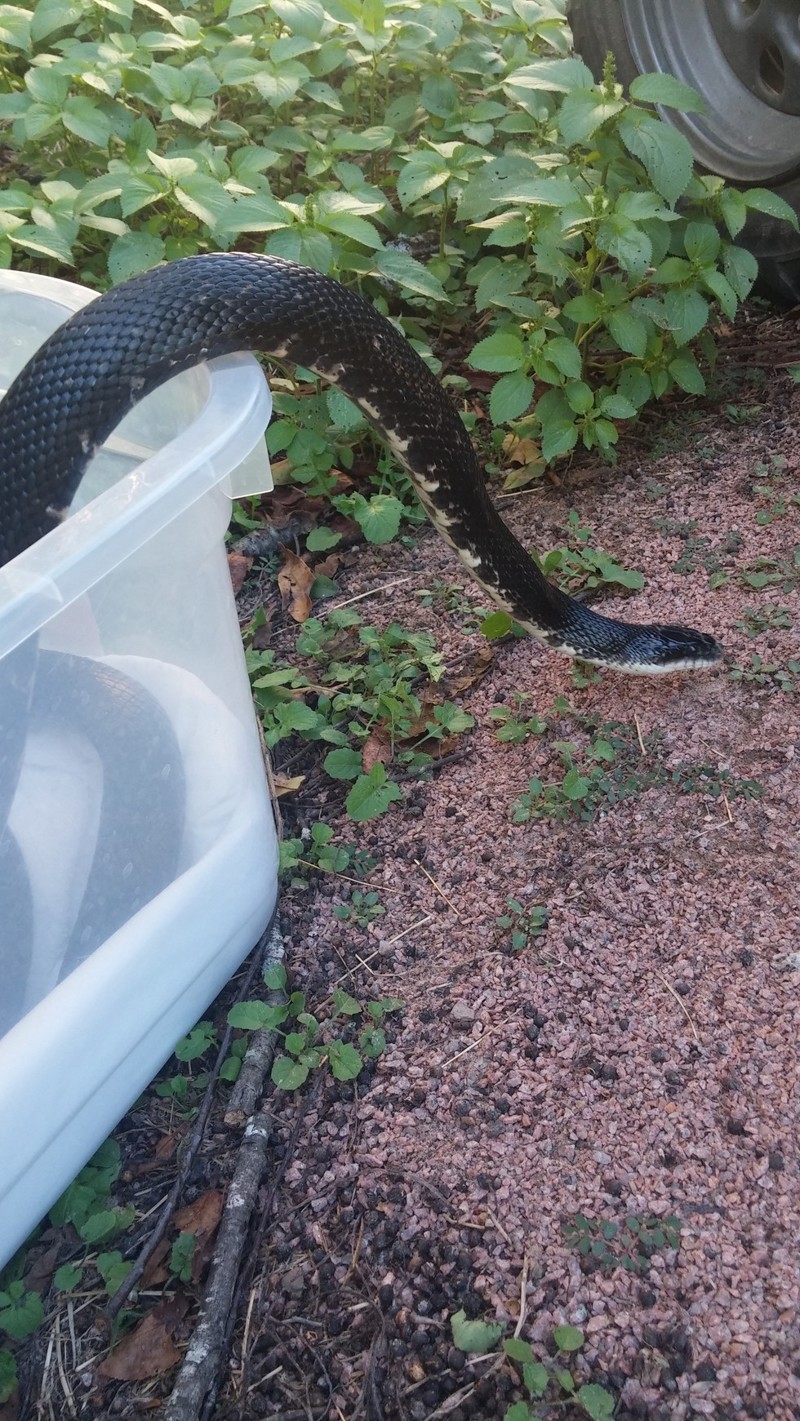 Эта змея проглотила дверную ручку, приняв её за яйцо