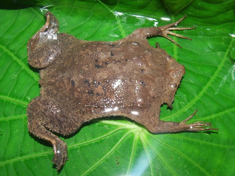 Это просто находка природы: Необычная жаба