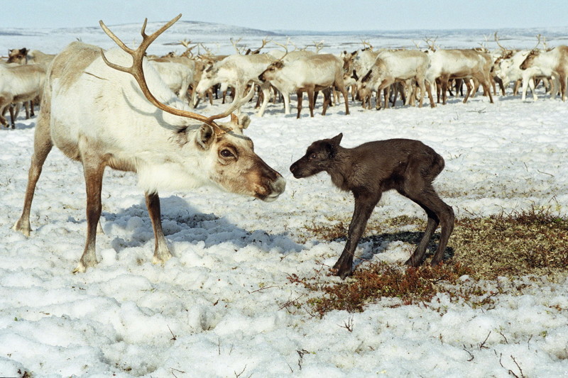Самые интересные и красивые животные Азии - Арктика (пост№3)