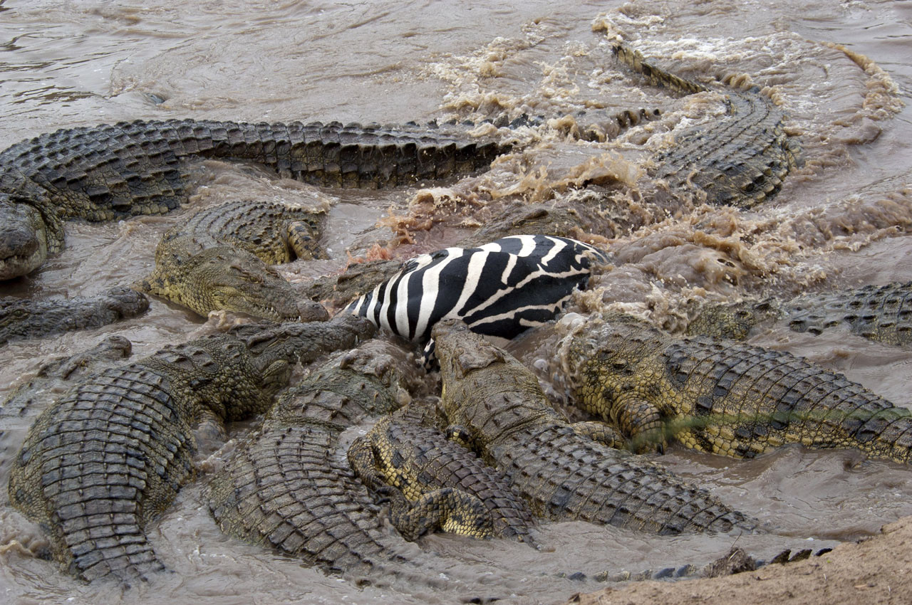 Крокодил живет в африке. Нильский крокодил среда обитания. Нильские крокодилы в Египте.