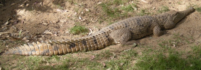 Австралийский узкорылый крокодил