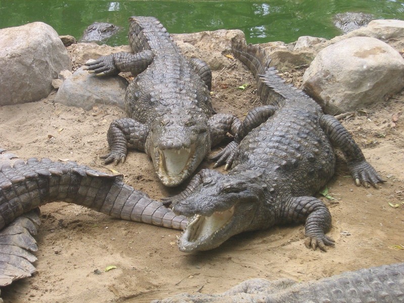 Крокодилы. Интересные факты