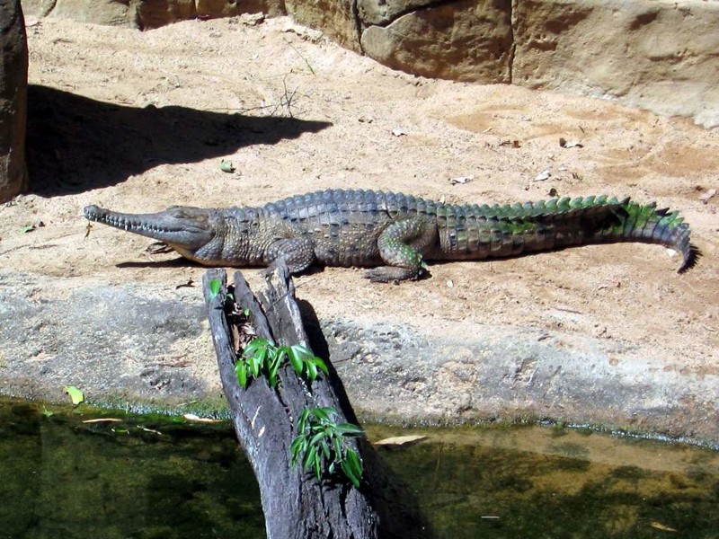 Крокодилы. Интересные факты