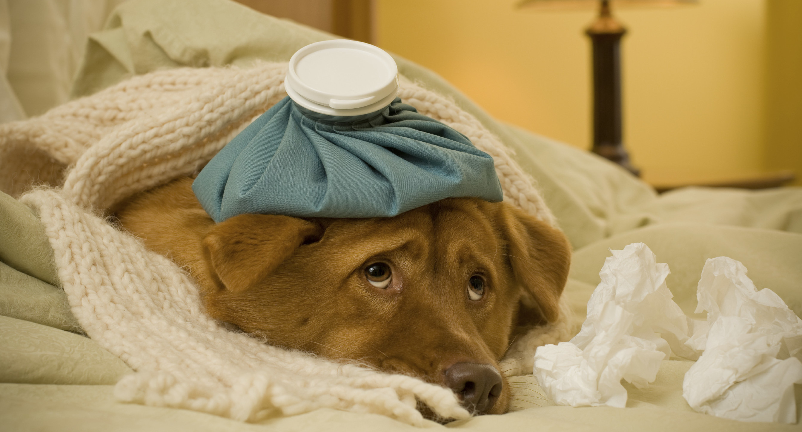 Собачий грипп