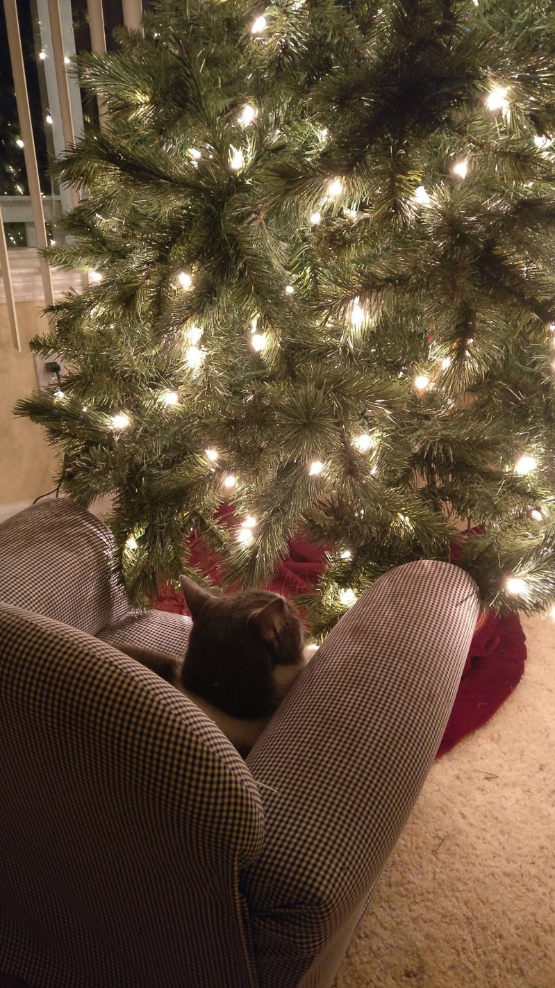 Кот у елки