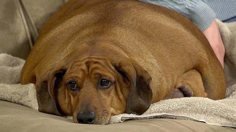 самые толстые собаки в мире фото