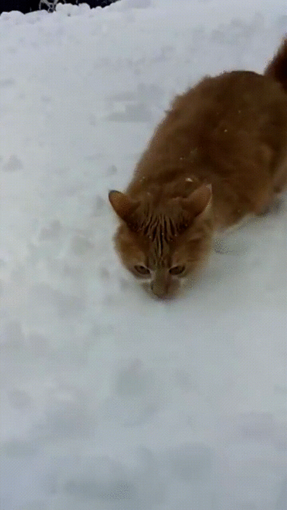 Собака заигрывает с котом