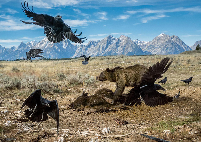 13. Гризли отгоняет воронов от туши бизона, Национальный парк Гранд-Титон, США.