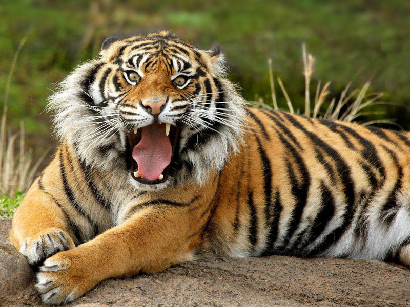 Части тела тигров
