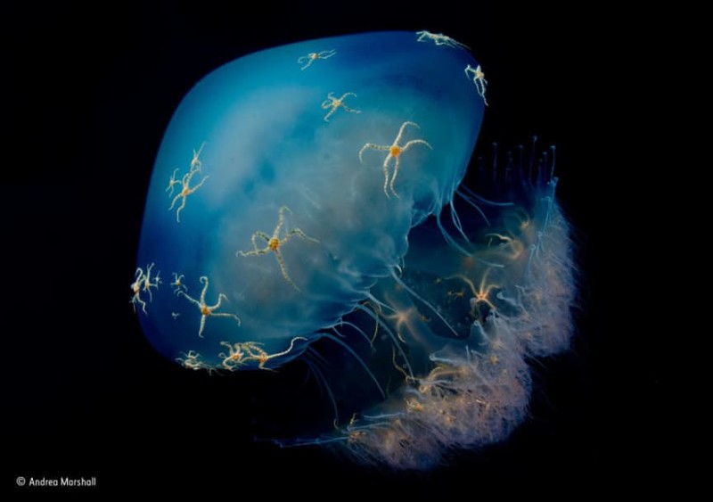 Эти змеехвостки отправились в полный опасностей и лишений путь на огромной медузе