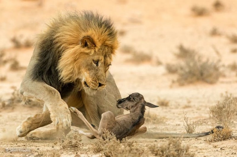 Например, фото льва, который готовится сожрать детеныша антилопы: