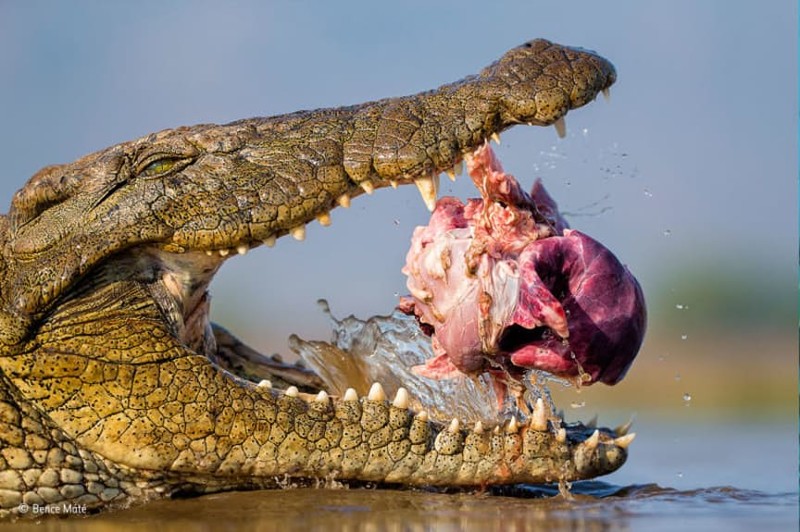 А как насчет этого крокодила, пытающегося заглотить соблазнительный обед?