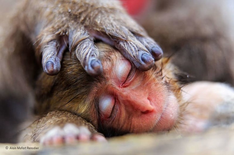 Фотограф по имени Ален Мафар Ренодье заснял то, как мама-обезьяна гладит и баюкает своего малыша