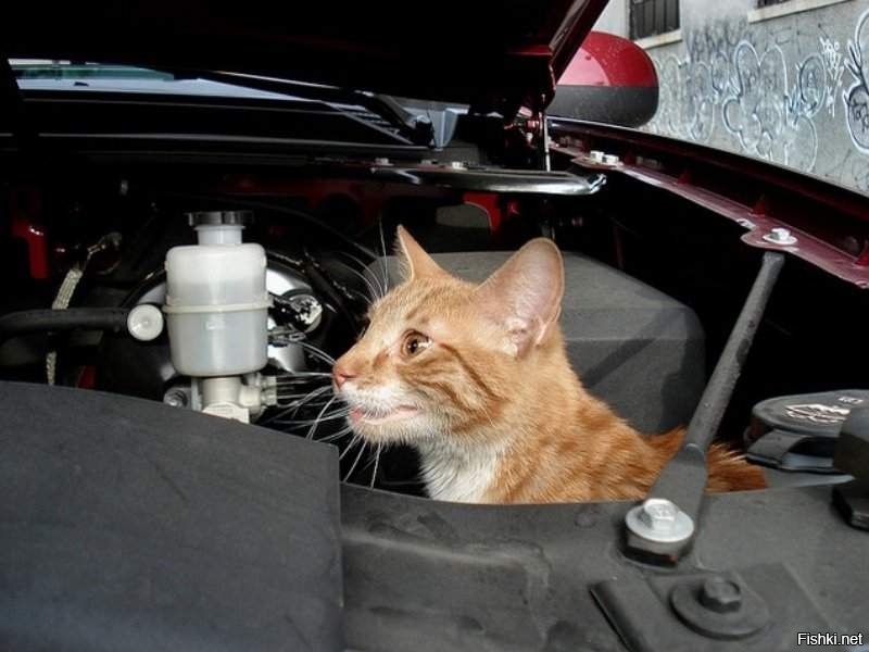 Кот механик. Кошка под капотом. Кот чинит машину. Кот ремонтирует автомобиль.