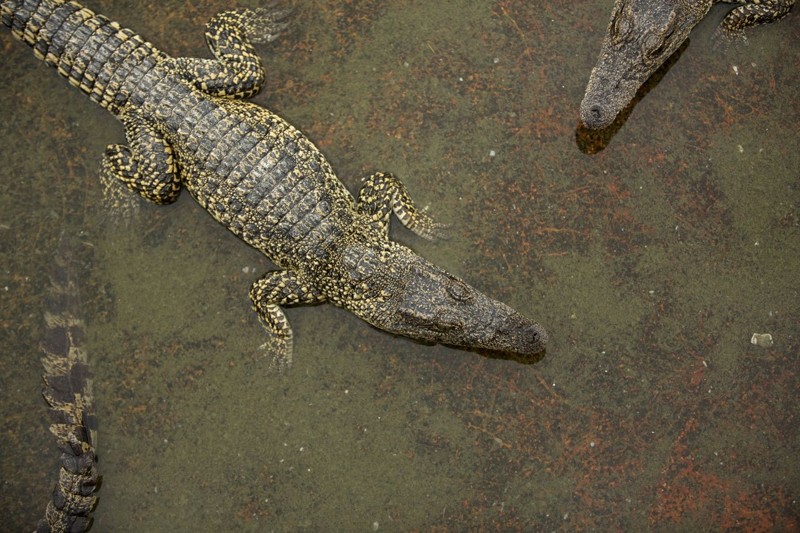 Кубинский крокодил (Crocodylus rhombifer) 
