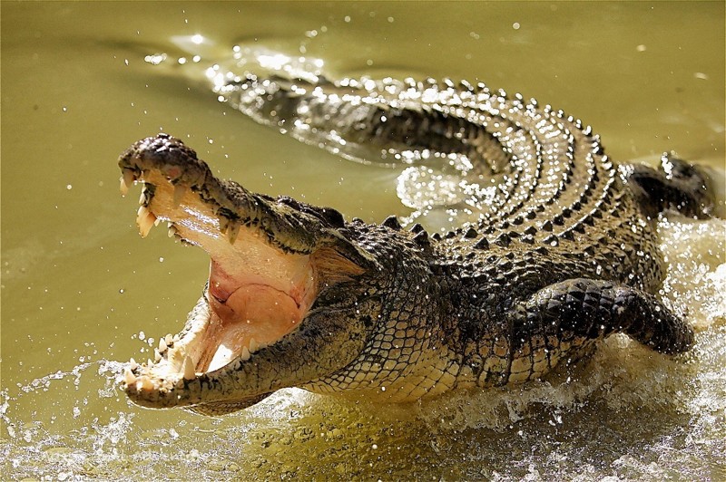 Острорылый, или американский крокодил (Crocodylus Acutus)