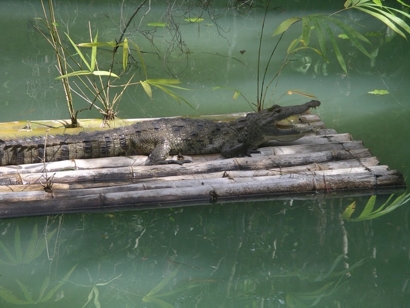 Центральноамериканский крокодил, или крокодил Мореле (Crocodylus moreletii) 