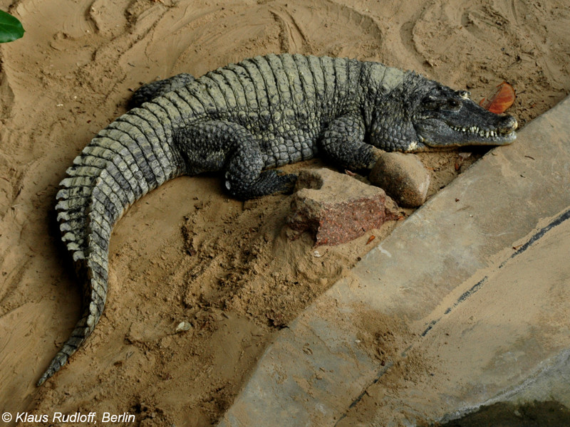 Новогвинейский крокодил (Crocodylus novaeguineae)